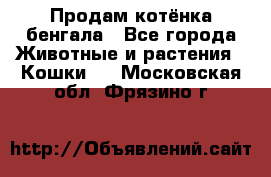 Продам котёнка бенгала - Все города Животные и растения » Кошки   . Московская обл.,Фрязино г.